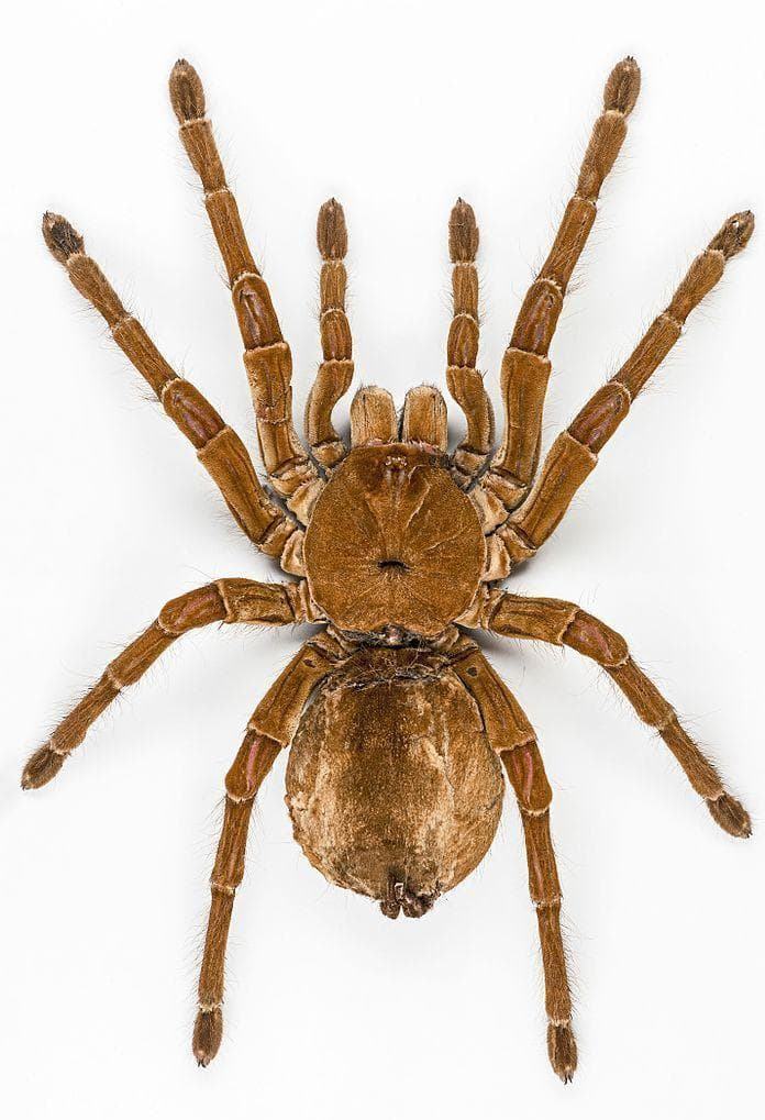 Random Facts About The Goliath Birdeater, An Unexpectedly Gentle Giant