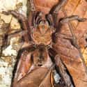 They're Relatively Harmless To Humans on Random Facts About The Goliath Birdeater, An Unexpectedly Gentle Giant
