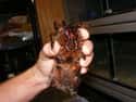 Males Die Not Long After Mating on Random Facts About The Goliath Birdeater, An Unexpectedly Gentle Giant