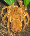Females Live For Decades, Males A Few Years on Random Facts About The Goliath Birdeater, An Unexpectedly Gentle Giant