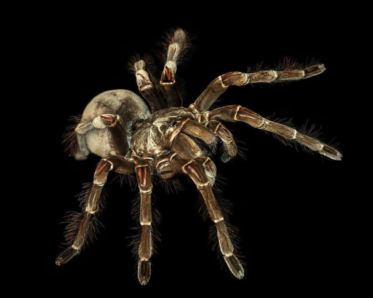 They Can Regenerate Lost Limbs Through A Molting Process