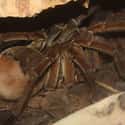 They Make Defensive Sounds Like Those Of A Rattlesnake on Random Facts About The Goliath Birdeater, An Unexpectedly Gentle Giant