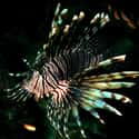 Cannibalistic Lionfish on Random Wild Animals That Cause Serious Problems In Florida