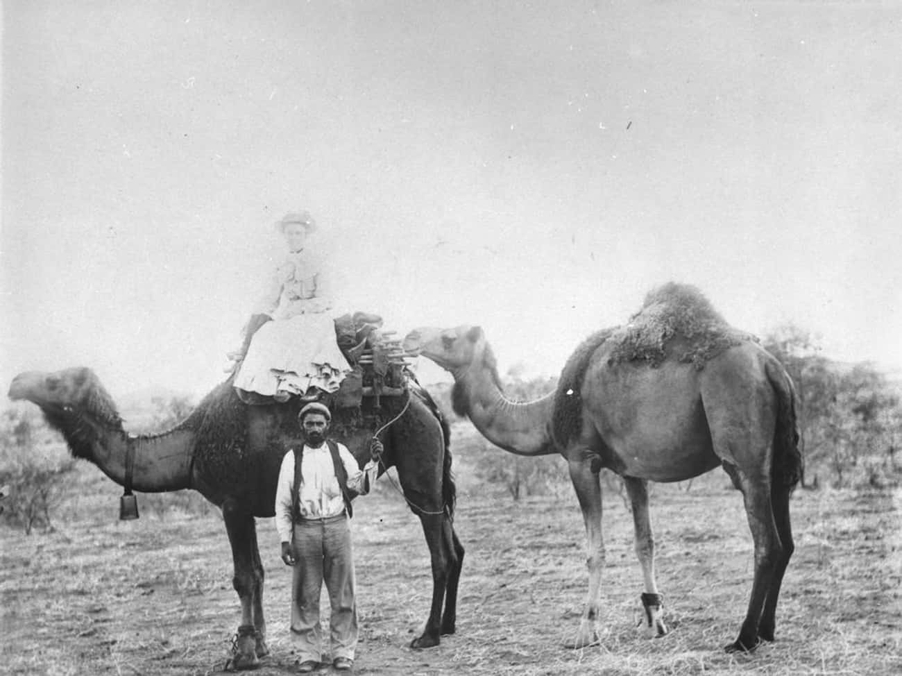 Congress Set Aside $30,000 To Buy Camels In 1856