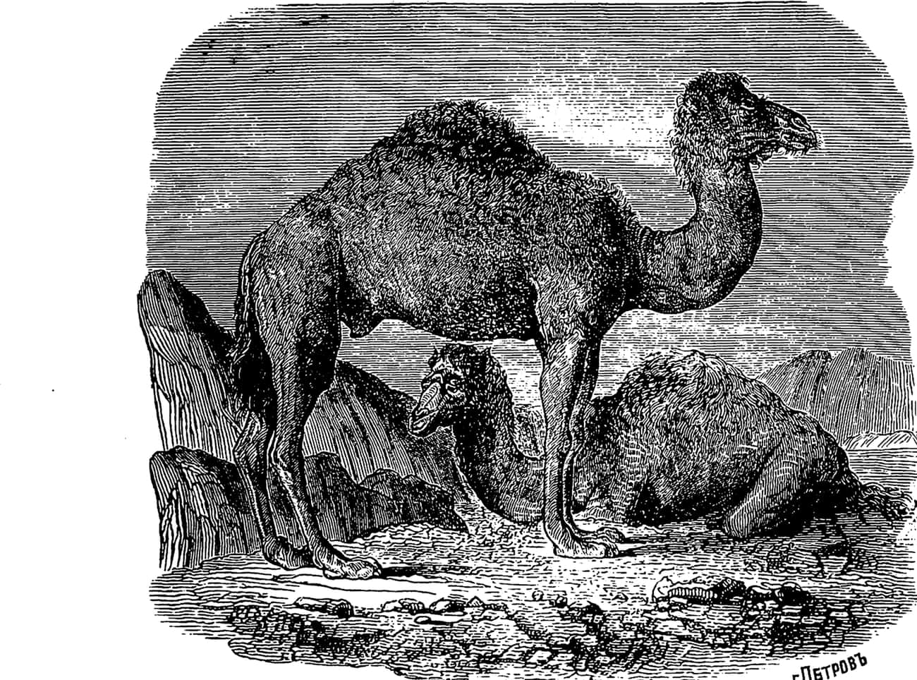 The Civil War Meant The End Of The Camp Verde Camels