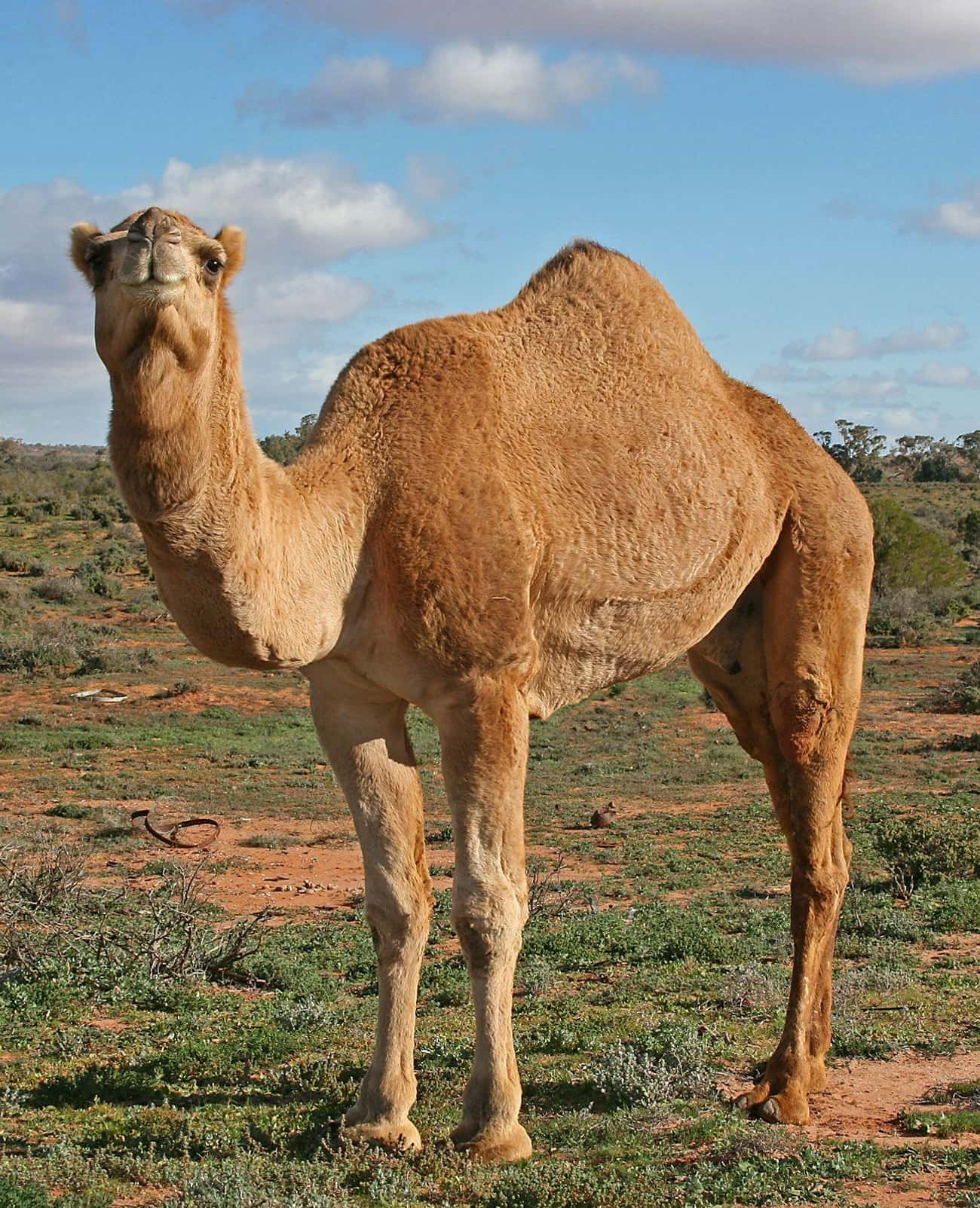 Feral Camels Thrived For Decades