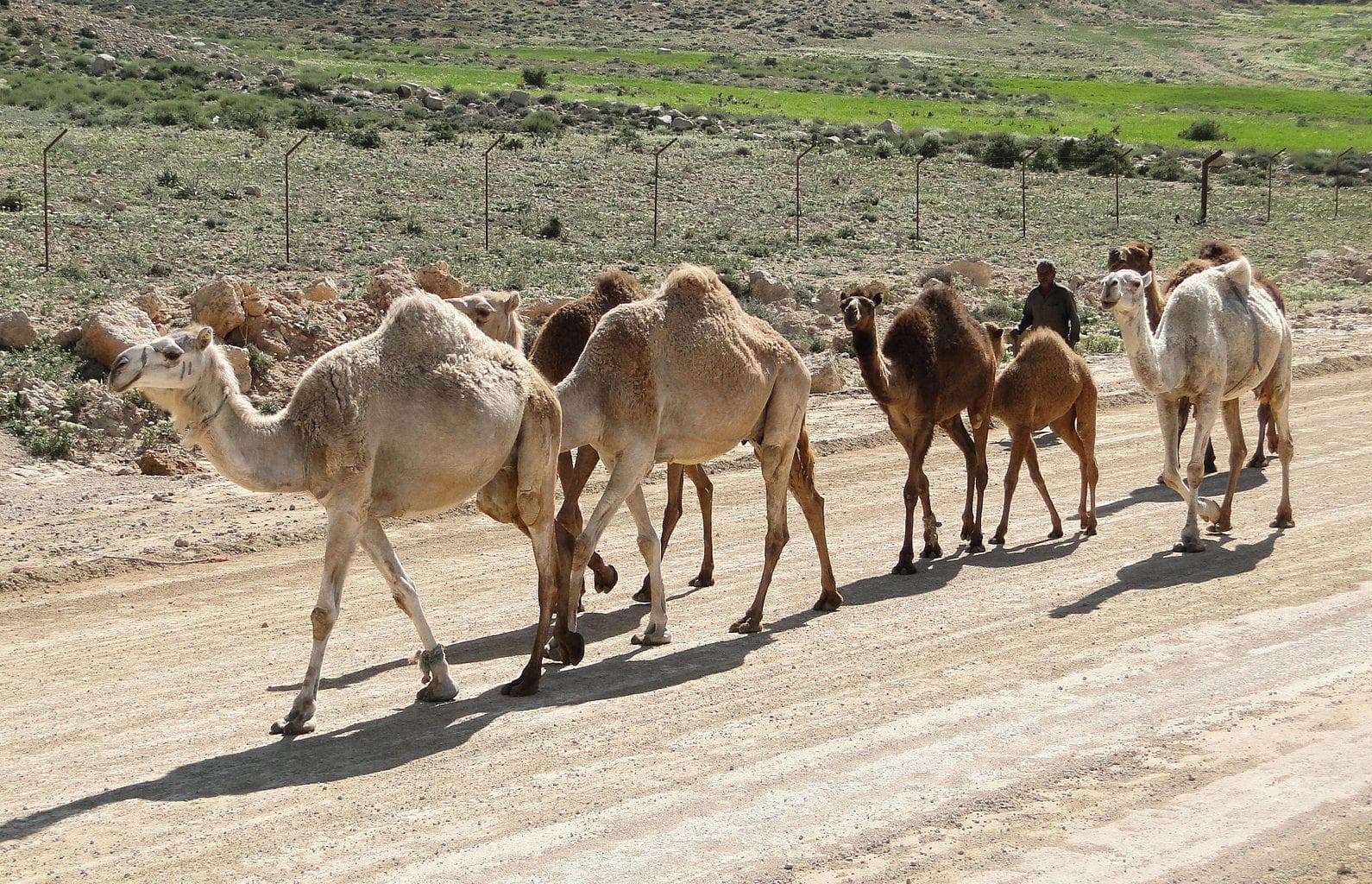 The Surprising Story Of America's Wild Camels In The Wild West