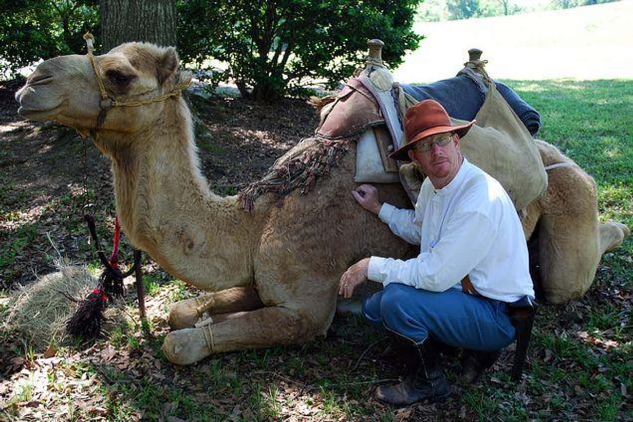 Camels Might Still Roam The United States