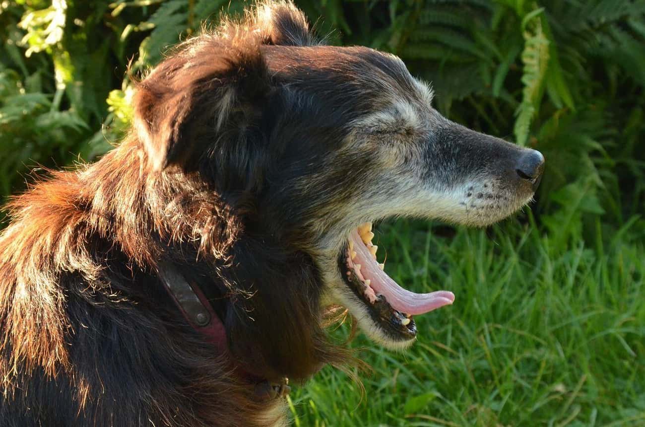 A Yawning Dog Is A Stressed Dog