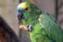 A Parrot's Vocalizations Could Be A Sign Of Stress on Random Animal Behaviors We Think Are Cute But Actually Signal Danger