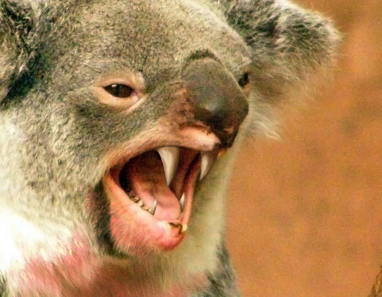 Злая коала