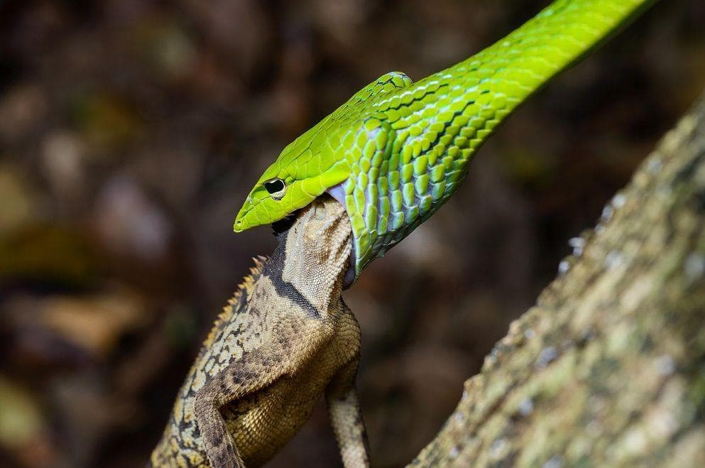 How Do Snakes Eat Such Big Meals A Step By Step Process With Photos