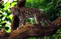 Margay Cats Hunt Monkeys By Imitating Their Babies on Random Animal Behaviors We Think Are Cute But Actually Signal Danger