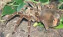 It's A Species Of Tarantula on Random Facts About The Goliath Birdeater, An Unexpectedly Gentle Giant