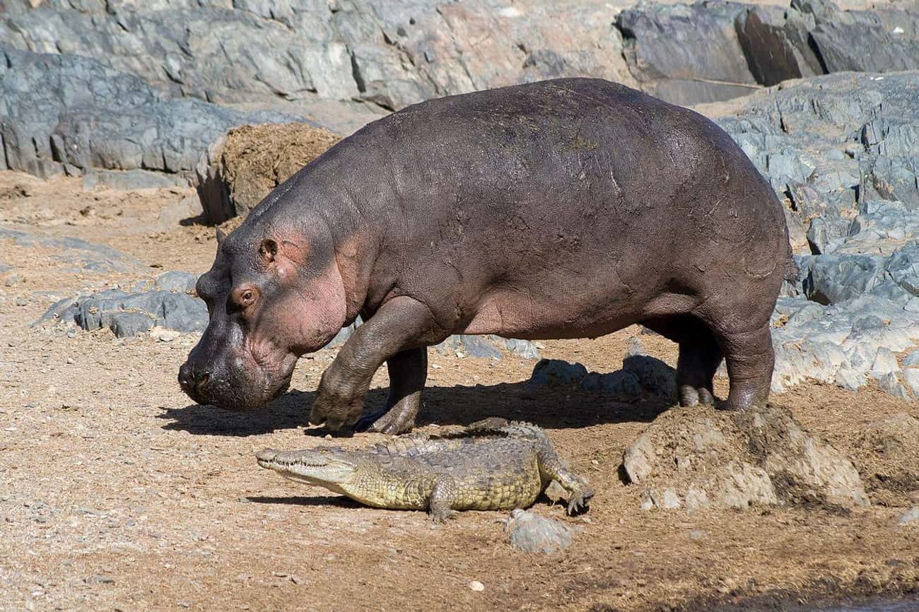 Hippos Are Very Strong - And Crocodiles Know That