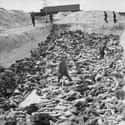 Prisoners At Bergen-Belsen Were Forced To Haul Carts Of Corpses on Random Holocaust Survivors Tell Haunting Stories Of Life In Concentration Camps