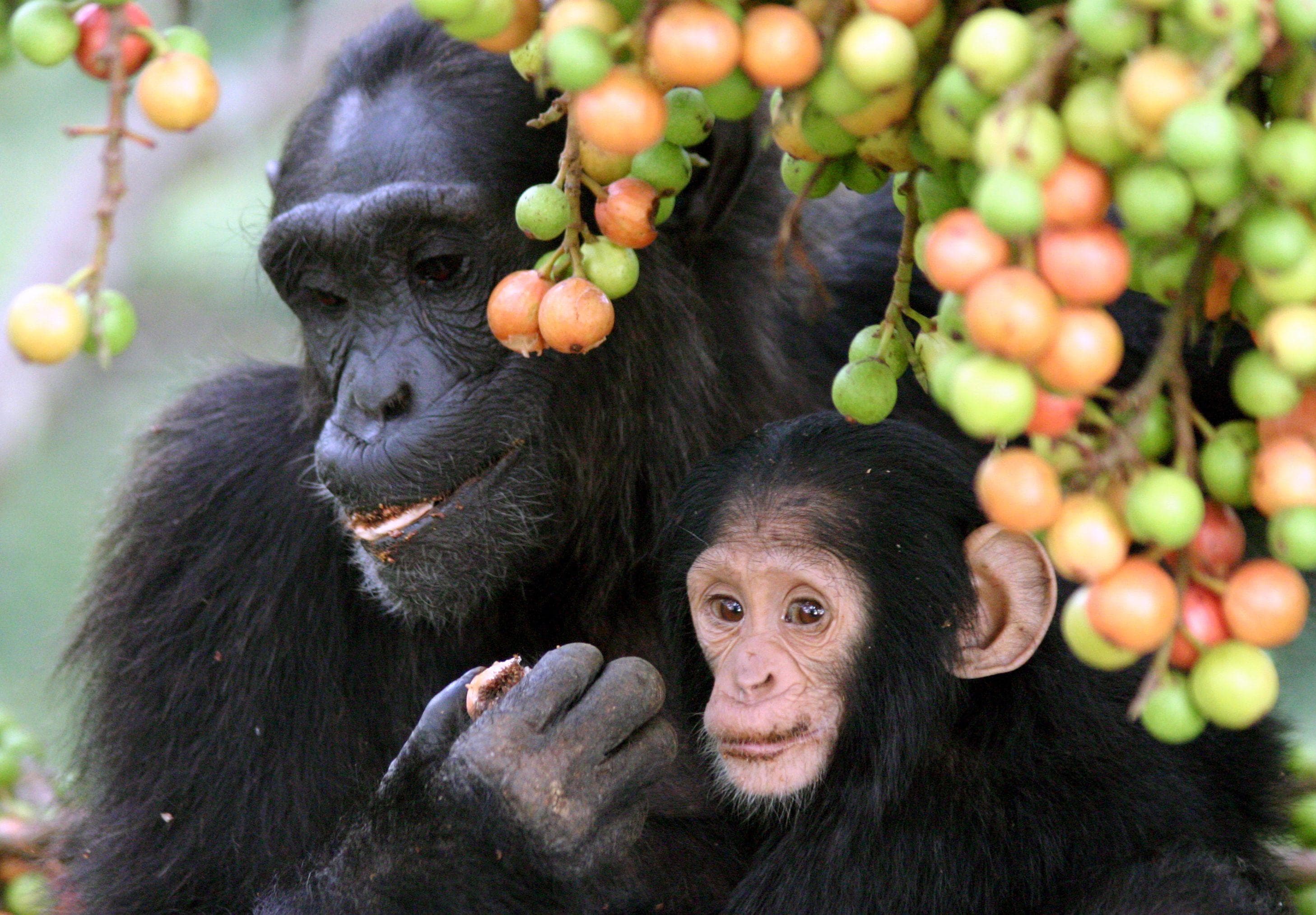 Ilya Ivanov First Inseminated Female Chimps With Human Sperm