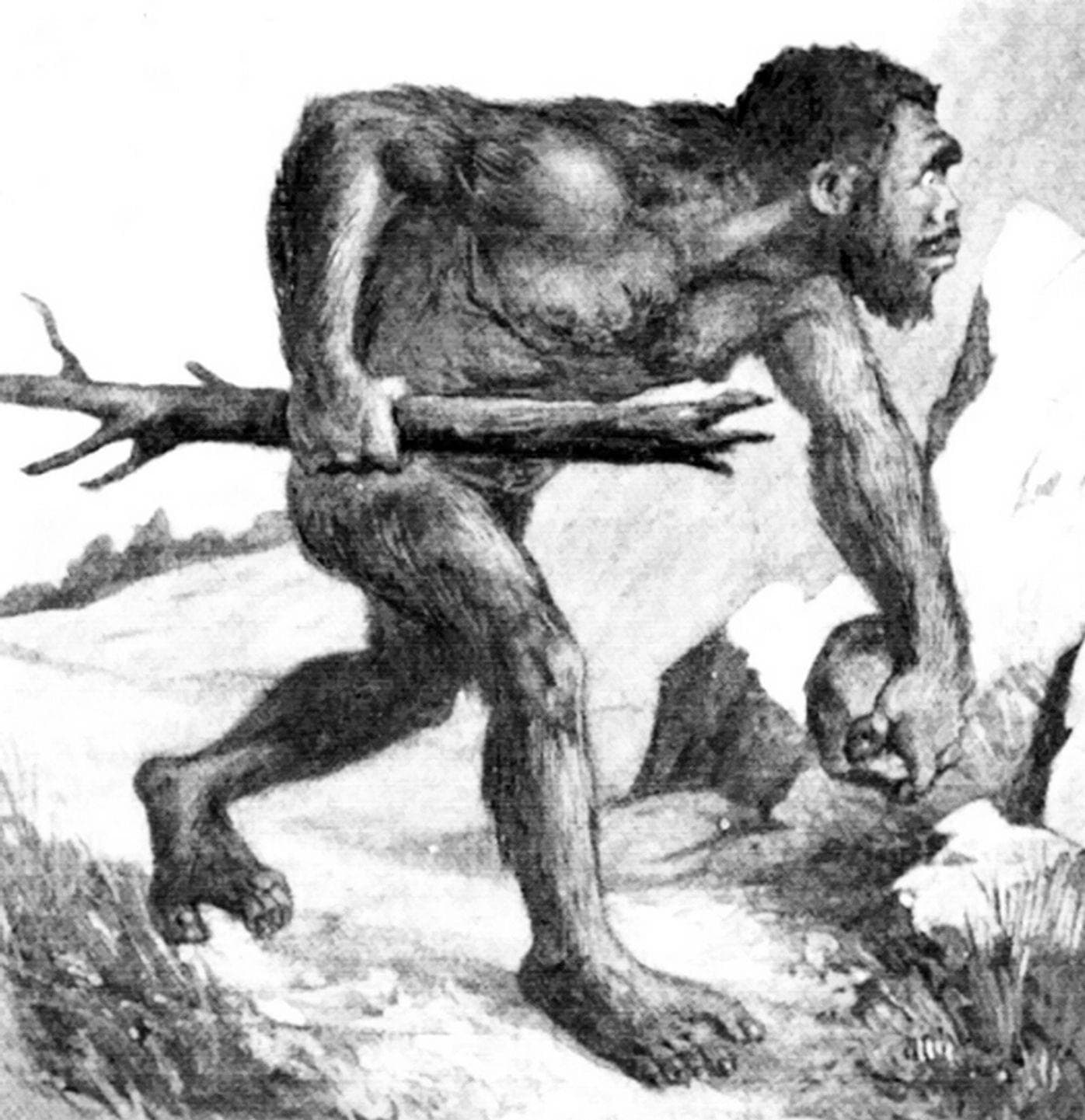 Ideas Of Human-Ape Breeding Eventually Fell Out Of Favor