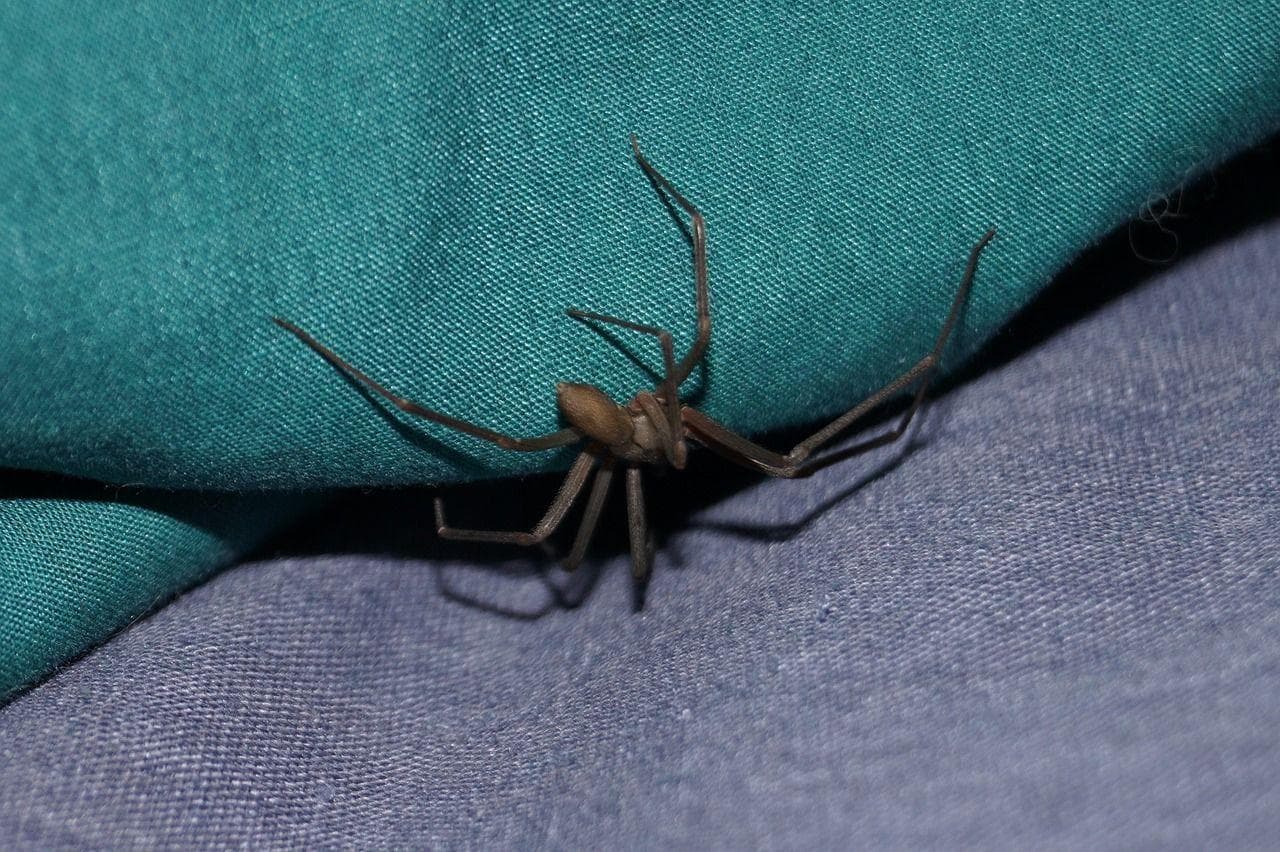 Random Things Most People Don't Know About Brown Recluse Spiders