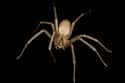 They Are Masters Of Disguise on Random Things Most People Don't Know About Brown Recluse Spiders