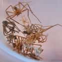 Brown Recluse Spiders Take Their Time Growing Up on Random Things Most People Don't Know About Brown Recluse Spiders