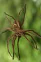 They Go For Long Periods Without Food Or Water on Random Things Most People Don't Know About Brown Recluse Spiders
