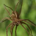 They Go For Long Periods Without Food Or Water on Random Things Most People Don't Know About Brown Recluse Spiders