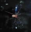 They Prefer To Hunt Rather Than Capture Their Prey on Random Things Most People Don't Know About Brown Recluse Spiders