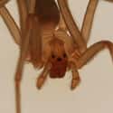 Unlike Most Spiders, The Brown Recluse Sports Three Pairs Of Eyes on Random Things Most People Don't Know About Brown Recluse Spiders