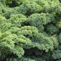 The Same Plant Gives You Broccoli, Brussel Sprouts, Kale And Other Superfoods on Random Bizarre Food Facts That Will Make You Rethink Your Eating Habits