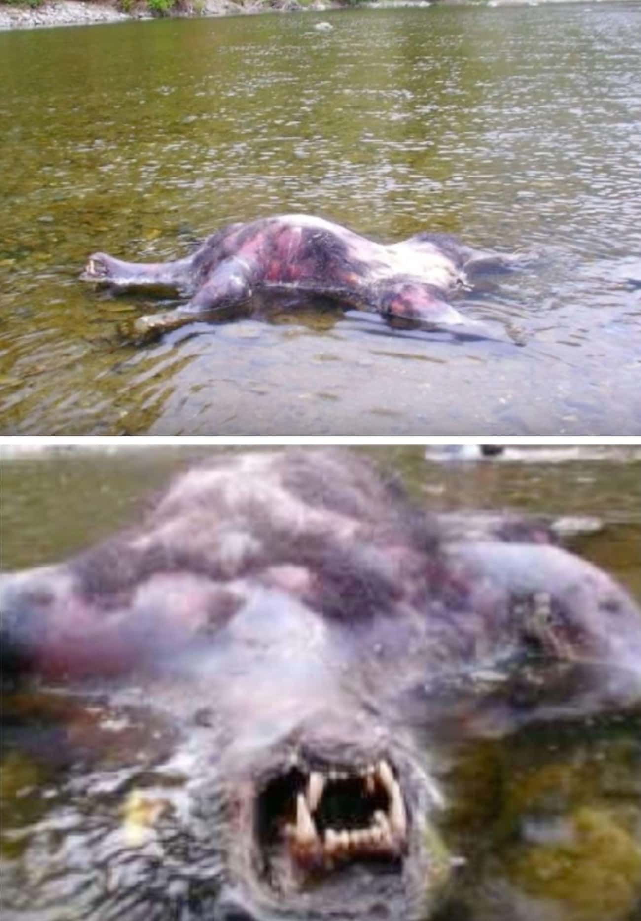 This Photo Claims To Show A Dead Werewolf