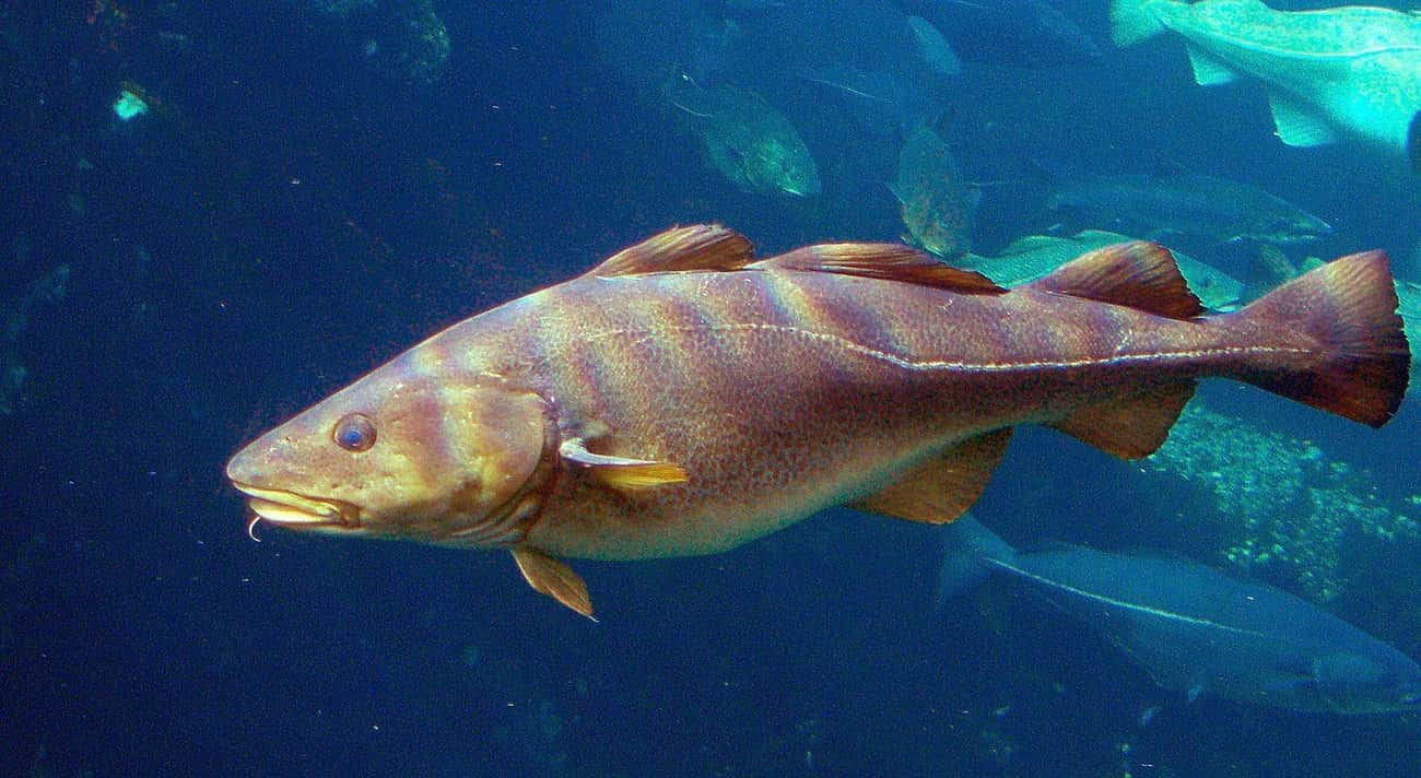 A Cod’s Stomach Held A Large Vibrator