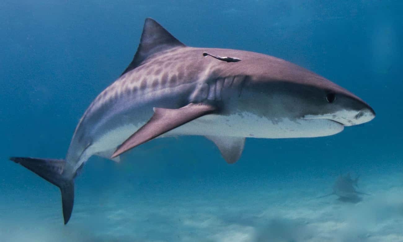 A Tiger Shark Had A Whole Suit Of Armor In Its Stomach