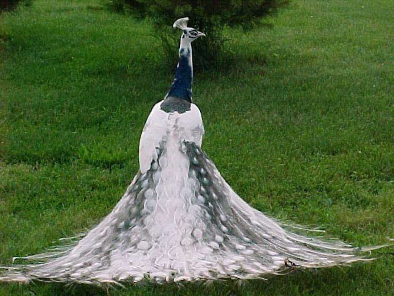 This Peacock Is A Real Showstopper