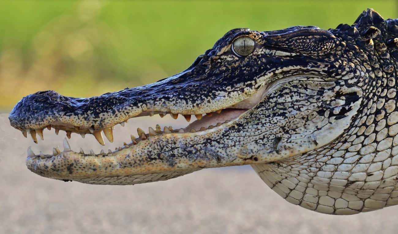 Alligators Are Patient Creatures
