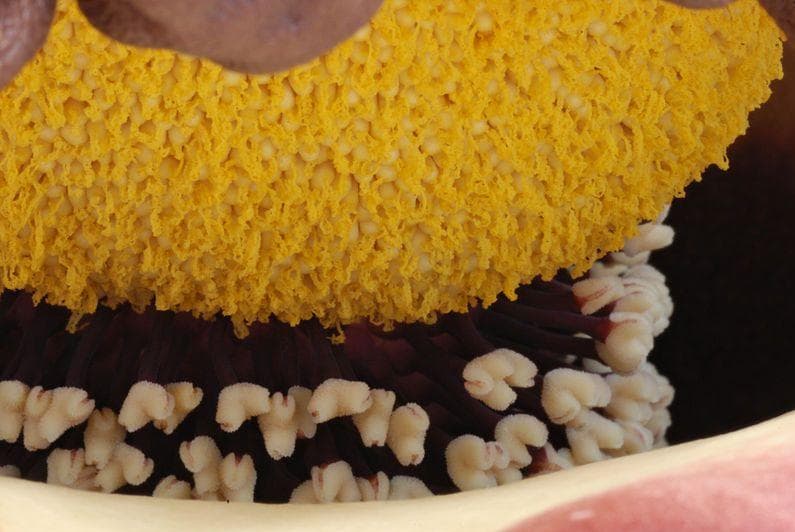 9 Gnarly Facts About The Corpse Flower