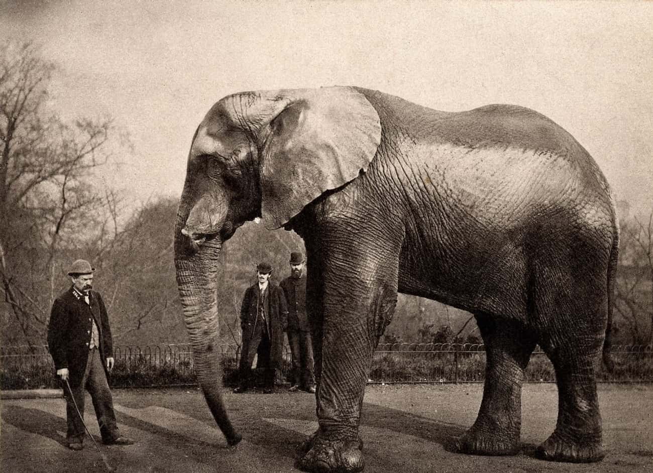 He Marched 21 Elephants And 17 Camels Across The Brooklyn Bridge