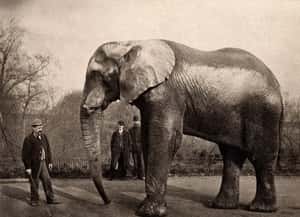 He Marched 21 Elephants And 17... is listed (or ranked) 2 on the list 14 Incredible Facts About American Showman P.T. Barnum
