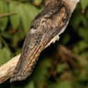 Potoo Birds Were Everywhere During Prehistoric Times on Random Facts Most People Don't Know About Great Potoo