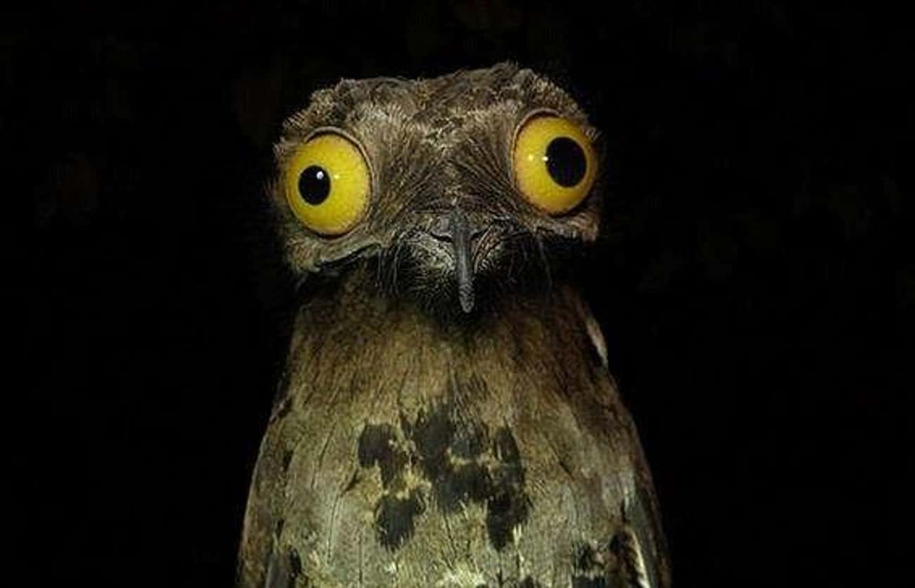 Potoo Birds Are The Subject Of Some Spooky Folklore