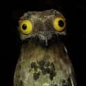 Potoo Birds Are The Subject Of Some Spooky Folklore on Random Facts Most People Don't Know About Great Potoo