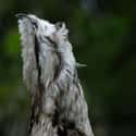 Potoos Are Kind Of Lazy on Random Facts Most People Don't Know About Great Potoo