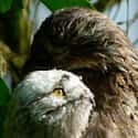 Potoos Aren't Players on Random Facts Most People Don't Know About Great Potoo