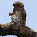 Potoos Are Actually Amazing Co-Parents on Random Facts Most People Don't Know About Great Potoo