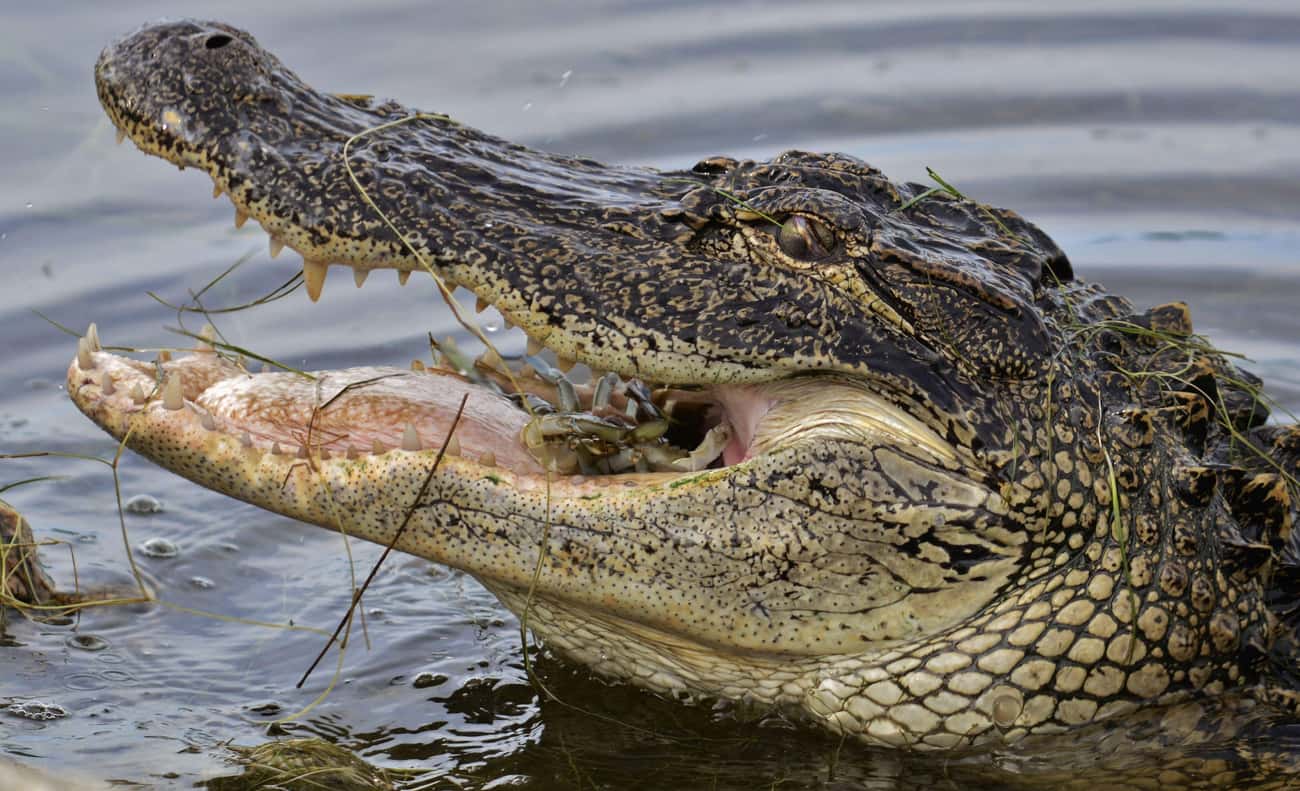 An Alligator Can Break Bones With Just One Bite
