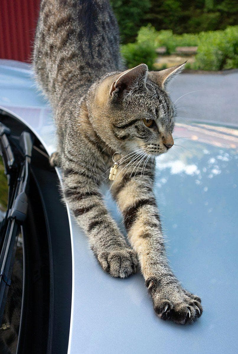 8 Reasons Why You Shouldn't Declaw Your Cats