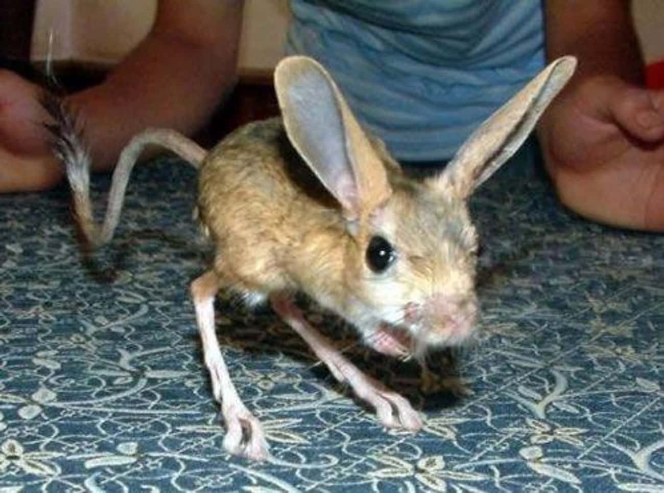 No, You Can't Have A Long-Eared Jerboa As A Pet