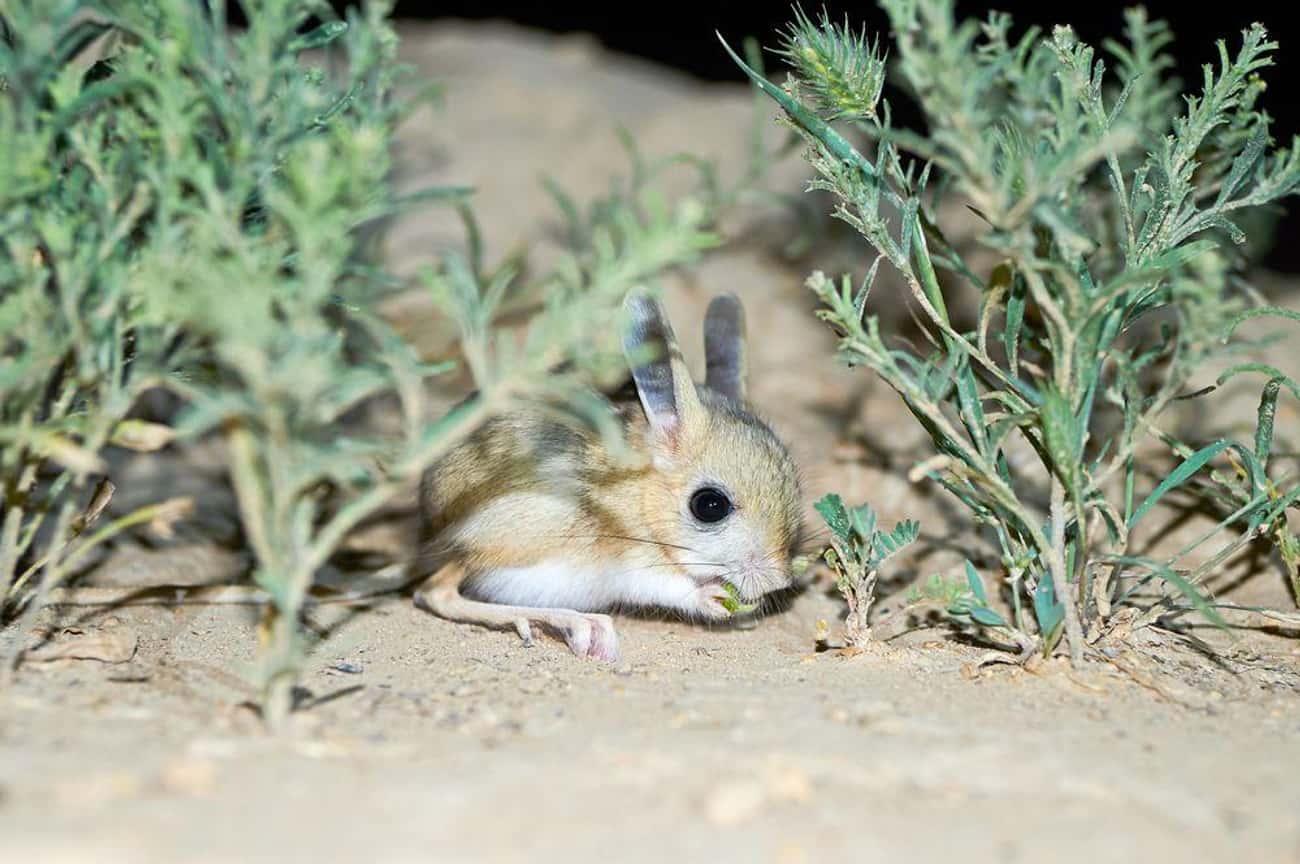 Humans Are The Adorable Jerboa's Biggest Threat