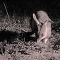 Bilbies Have Serious Beef With Bunnies on Random Things About Bilby, Officially Cutest Animal You've Probably Never Heard Of