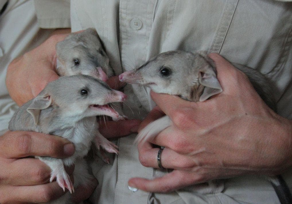 Random Things About Bilby, Officially Cutest Animal You've Probably Never Heard Of
